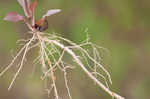 Lanceleaf loosestrife